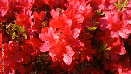 close-up of vibrant crimson red dwarf azalea flowers blooming in a dense cluster under direct sunlight in spring