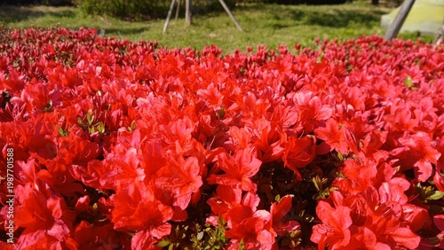 close-up of vibrant crimson red dwarf azalea flowers blooming in a dense cluster under direct sunlight in spring