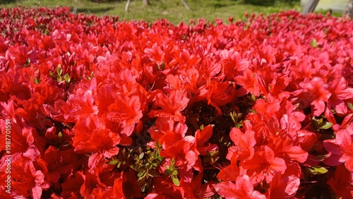 close-up of vibrant crimson red dwarf azalea flowers blooming in a dense cluster under direct sunlight in spring
