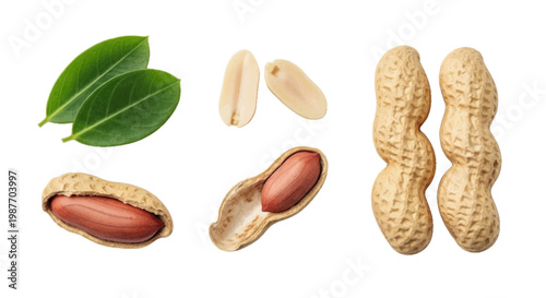 Vector illustration of peanuts and leaves on a transparent background