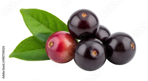 Vector illustration of fresh camu camu berries with green leaves on a transparent background