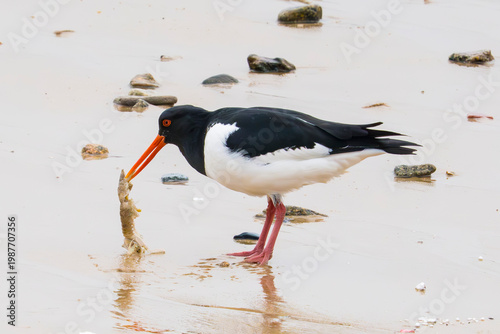 Fotografie Eurasian Oystercatcher that was eating prawns