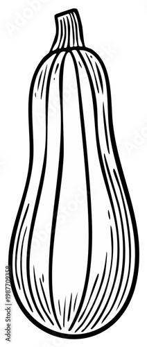 Black and white illustration of butternut squash or gourd isolated