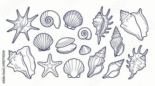 Coastal marine beach decorative elements set, whimsical line sketches, conch shells, scallops, sea stars, and mollusks