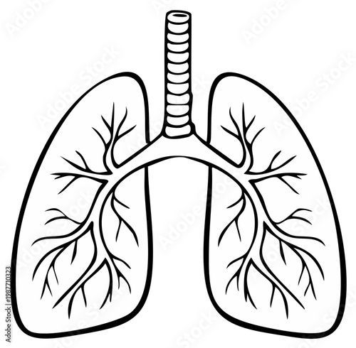 Simple line drawing of human lungs and trachea for medical and educational use