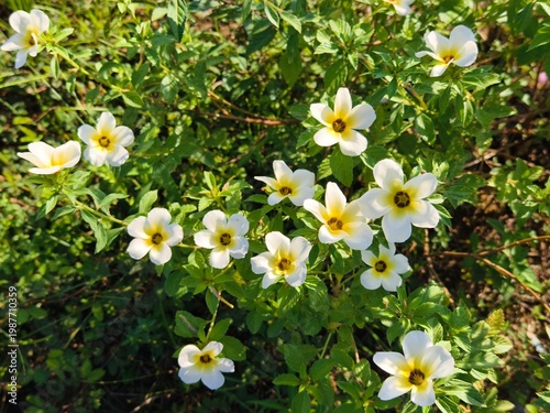Turnera subulata flowers in the morning