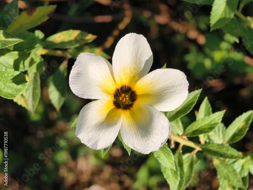 Turnera subulata flowers in the morning
