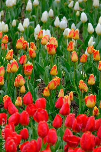 tulip flowers blooming in spring season with text space on blue sky
