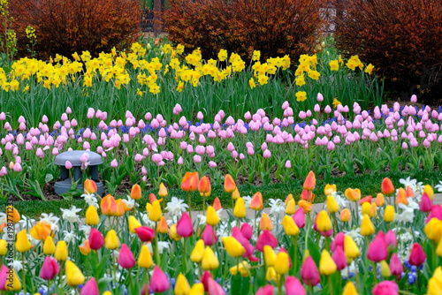 tulip flowers blooming in spring season with text space on blue sky