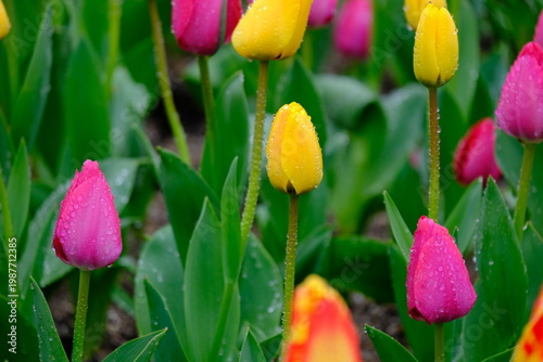 tulip flowers blooming in spring season with text space on blue sky