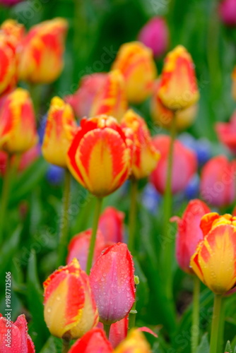 tulip flowers blooming in spring season with text space on blue sky