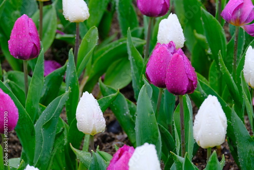 tulip flowers blooming in spring season with text space on blue sky