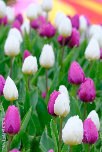 tulip flowers blooming in spring season with text space on blue sky