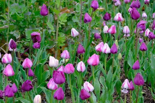 tulip flowers blooming in spring season with text space on blue sky