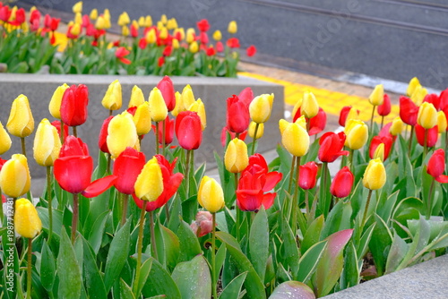 tulip flowers blooming in spring season with text space on blue sky