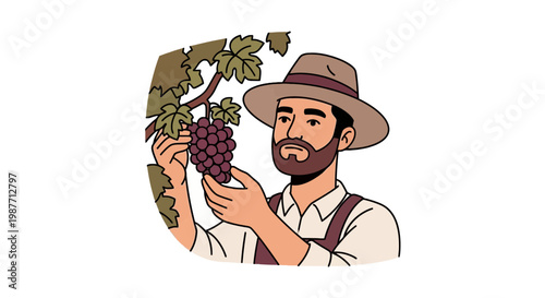 Male Farmer Harvesting Ripe Grapes in Vineyard Vector Illustration