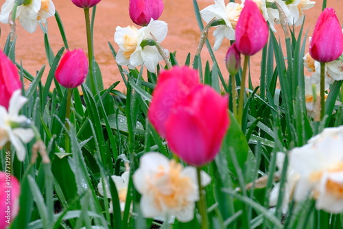 tulip flowers blooming in spring season with text space on blue sky