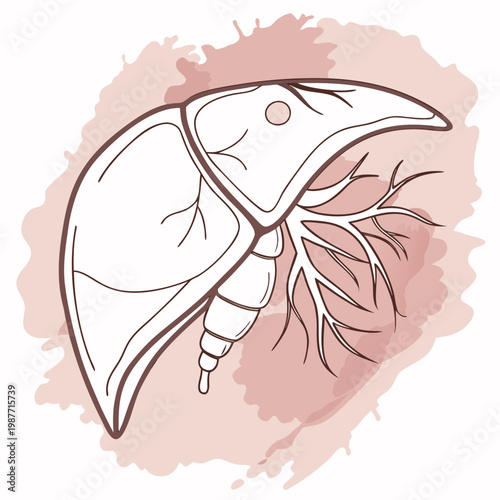 Anatomical liver illustration with vein network.