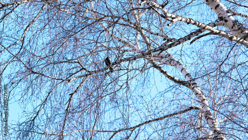 Common Starling (Sturnus vulgaris). Lone black bird perched on a thin bare branch of a large birch tree (Betula) under a clear blue sky.