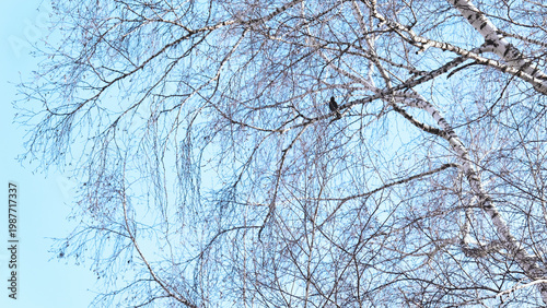 Black bird perched high on intertwined bare birch branches (Betula) on a sunny spring day.