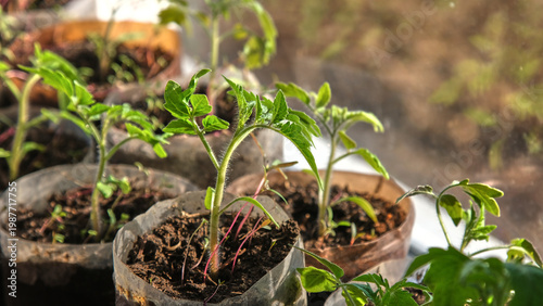 Tomato (Solanum lycopersicum). Macro shot of hairy stem and leaves of young tomato seedlings growing in plastic bottle on window.