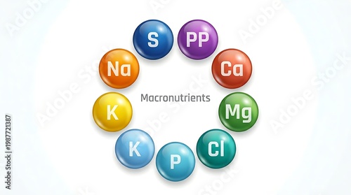 Colorful Diagram Showing Essential Plant Macronutrients Arranged Circularly