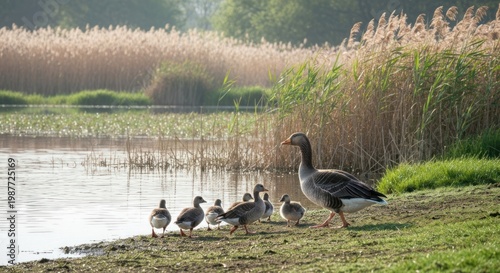 Goose family near tranquil lake with reeds under soft morning light