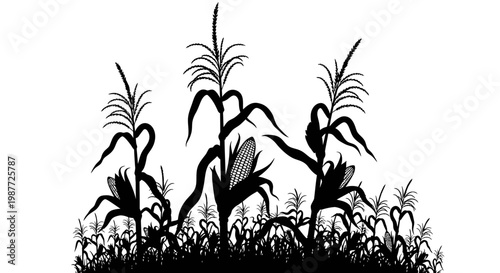 Corn Field Silhouette Vector Illustration for Farming Design