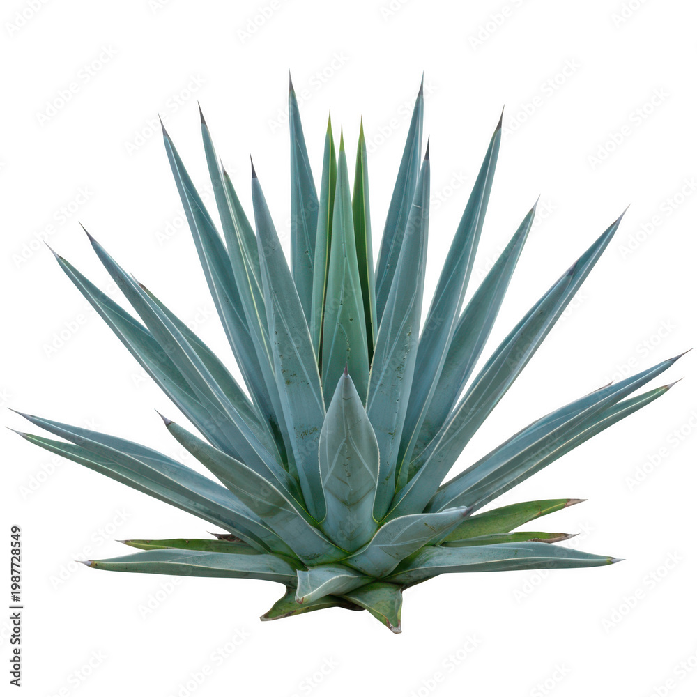 Fototapeta premium A close-up view of a blue agave plant with its distinctive long, pointed leaves.