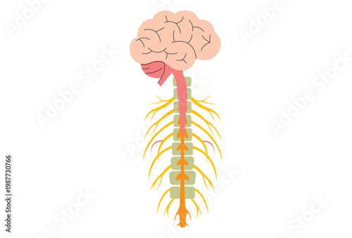 Human central nervous system Spinal Cord Anatomy structure vector illustration.