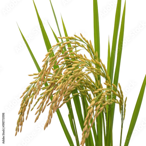Close up view of a rice plant with grains ready for harvest.