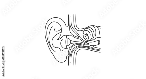 Collection of Human Anatomy Icons Brain, Heart, Lungs, Stomach, Skull, Bones, Skeleton, Digestive System, and Full Body