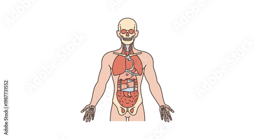 Human Anatomy Illustration A Detailed Visual Representation of the Body's Internal Organs and Skeletal Structure