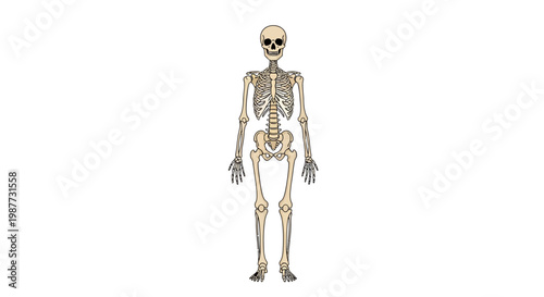 Detailed illustration of a full human skeleton standing upright, providing an essential visual for anatomical study and biological education materials