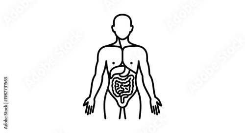 Simplified human body outline icon with internal digestive system clearly illustrated, representing essential anatomy and biological structure for educational and health-related contexts