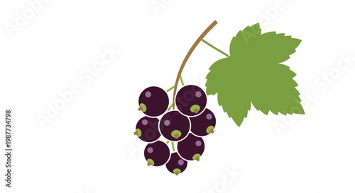 Cluster of purple grapes hanging.