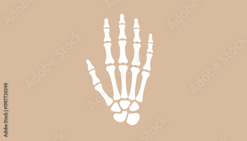 Graphic depiction of human foot anatomy featuring two stylized skeletal feet, emphasizing the complex arrangement of bones in a clean, minimalist design ideal for educational or medical contexts