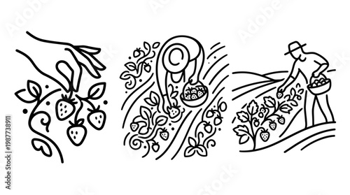 Strawberry Harvesting Line Art Collection