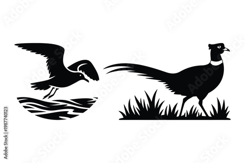 Seagull flying over water and pheasant on grass with pheasant, wildlife