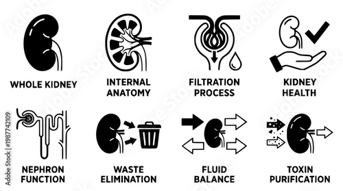 Kidney function and health vector graphic illustration design
