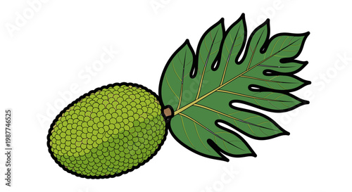 Green jackfruit with large leaf attached.