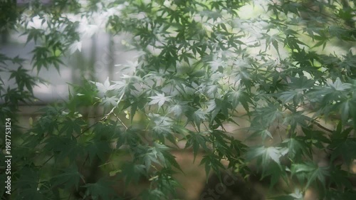 初夏の柔らかな光が差し込む新緑の森 日本の季節背景