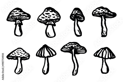 Hand drawn mushroom doodle set Botanical illustration Cute autumn mushroom Healthy eco food Organic vegetarian food For stickers, greeting card, design, print, packaging, decor, kids books