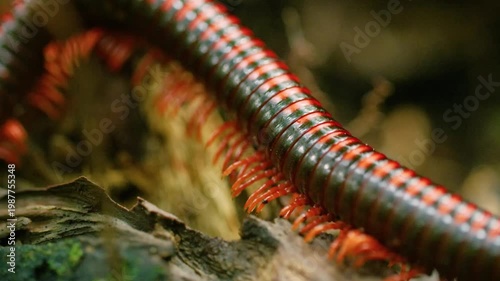 Full body close up of a diplopoda or Spirostreptus with insects on its body.