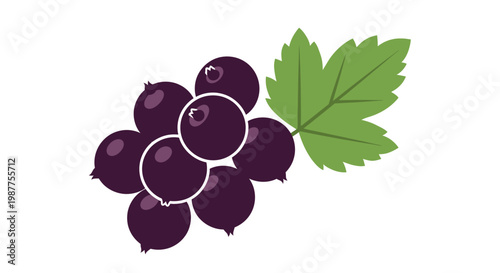 Cluster of Dark Purple Blackcurrants Fruit.