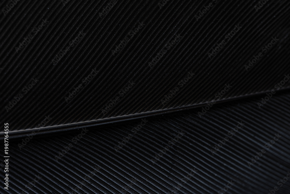 Fototapeta premium Macro Abstract of Black Bird Feather Texture,Extreme close-up macro shot showing the intricate details, fine lines, and elegant texture of a black bird feather, highlighting the natural pattern.