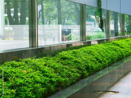 Neatly trimmed green shrubs along a modern glass building facade, showcasing urban landscaping, clean design, and fresh outdoor environment in a contemporary city setting.