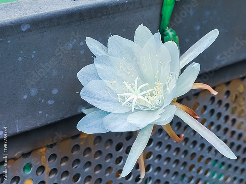 Close-up of a white blooming flower against an urban metal background, blending delicate natural beauty with industrial texture in a unique city garden scene.