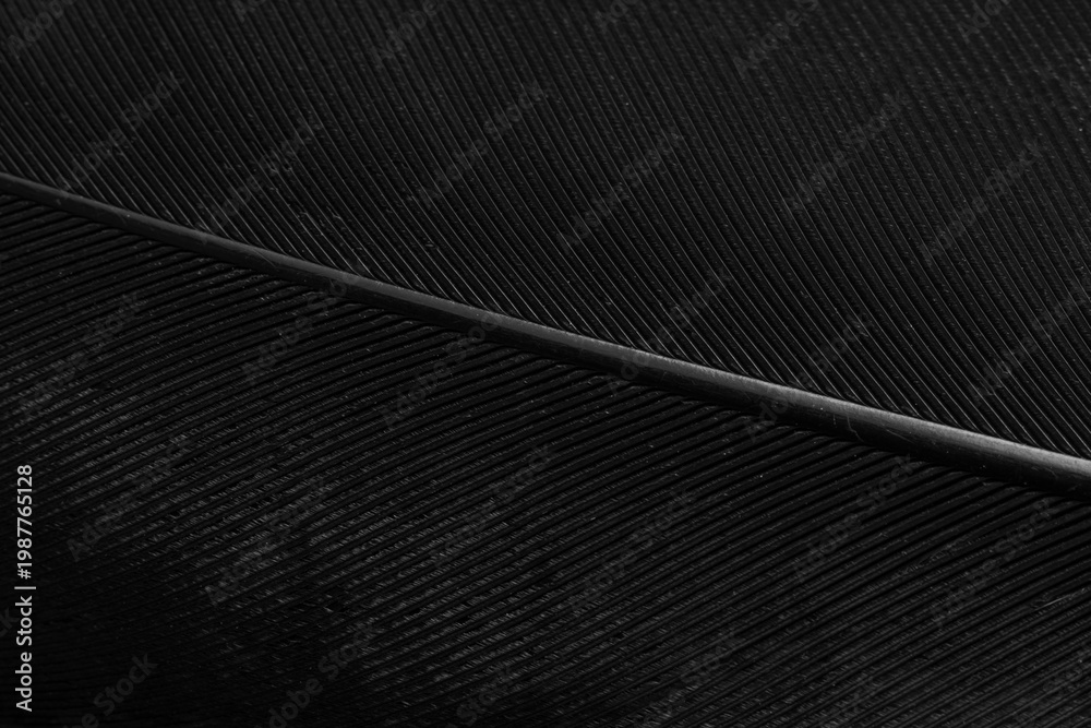 Naklejka premium Macro Abstract of Black Bird Feather Texture,Extreme close-up macro shot showing the intricate details, fine lines, and elegant texture of a black bird feather, highlighting the natural pattern.