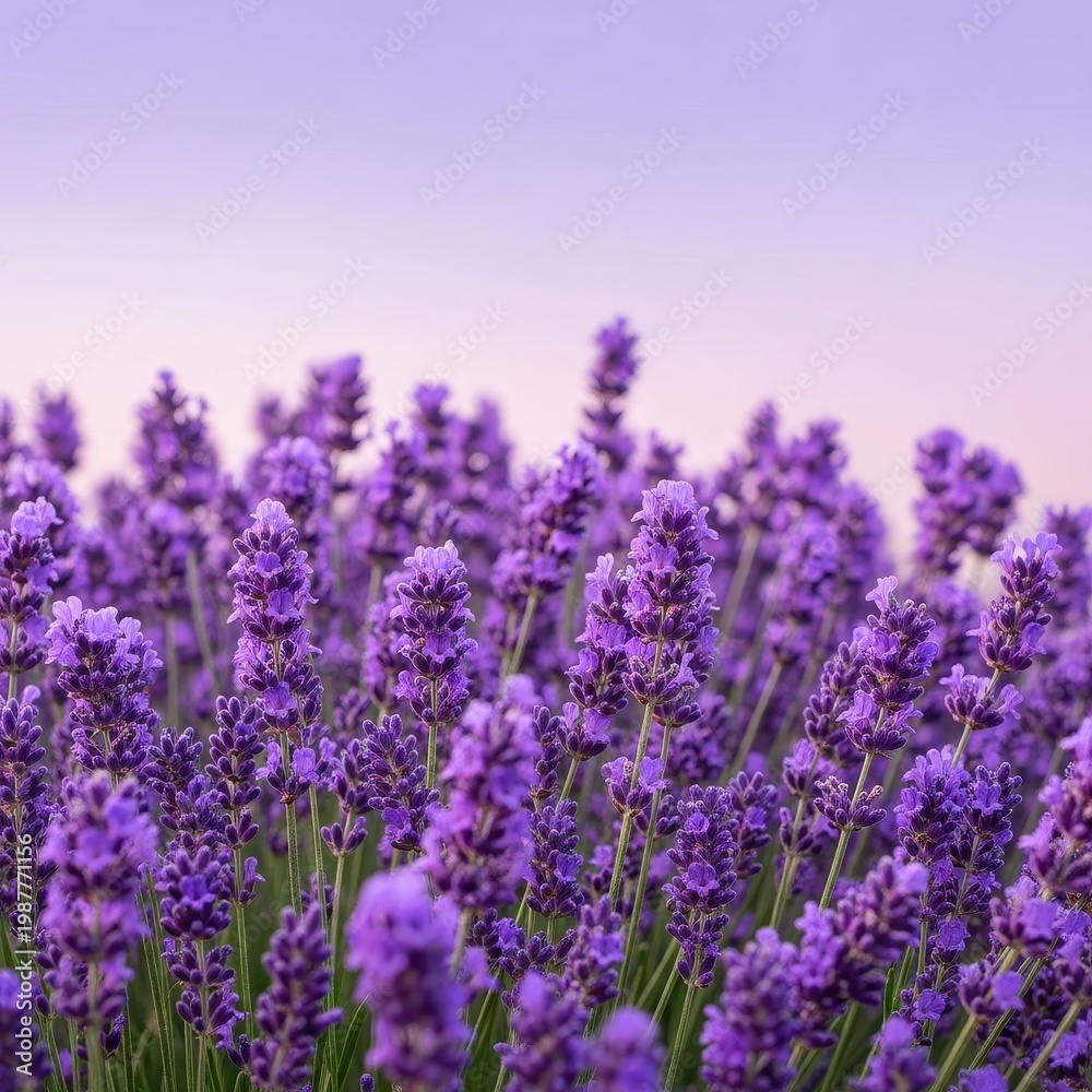 Obraz premium Beautiful Lavender Field at Sunset with Purple Hues.